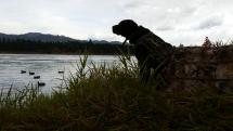 A dog waits to retrieve waterfowl