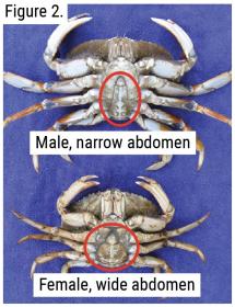 Differences between male and female crab