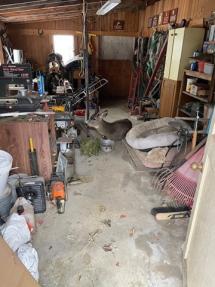 Mortally wounded deer in a garage