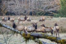 A herd of Roosevelt Elk standing in a clearing