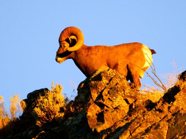 Photo of a bighorn sheep standing on a rocky outcrop at sunset