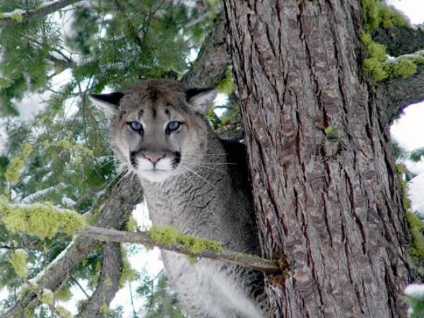  Adult male cougar stands in tree. 