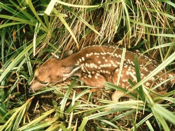 A fawn curls up in tall grass while its mother is away.