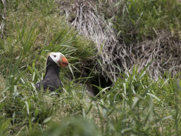 Tufted puffin