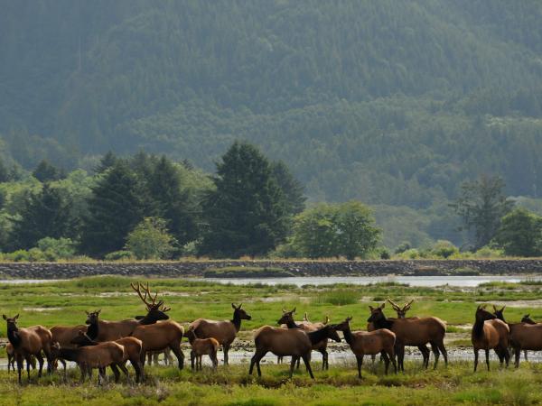 Elk herd in South Bend, Washington