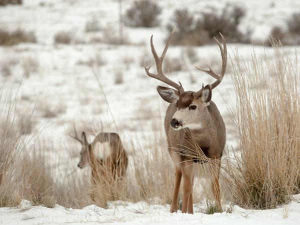 two beautiful mule deer in winter
