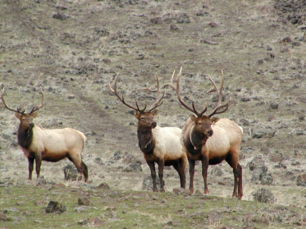 Three bull elk 