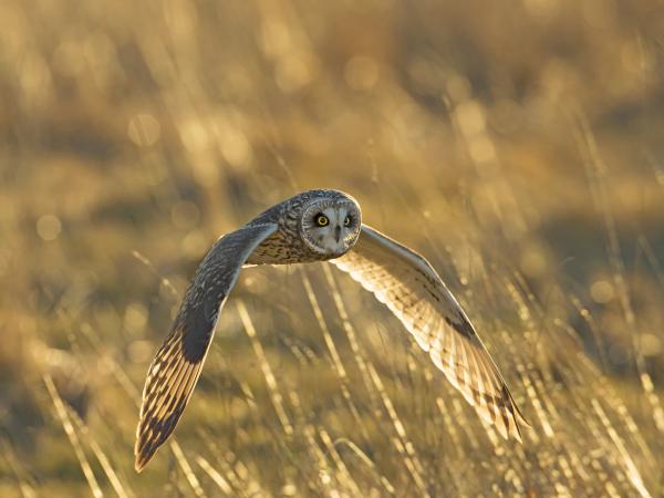 A short-eared owl flying low over a field