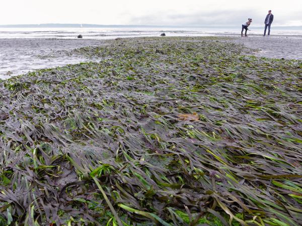Eelgrass at low tide