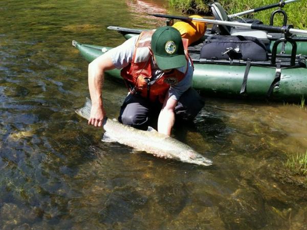 A WDFW employee holding a fish