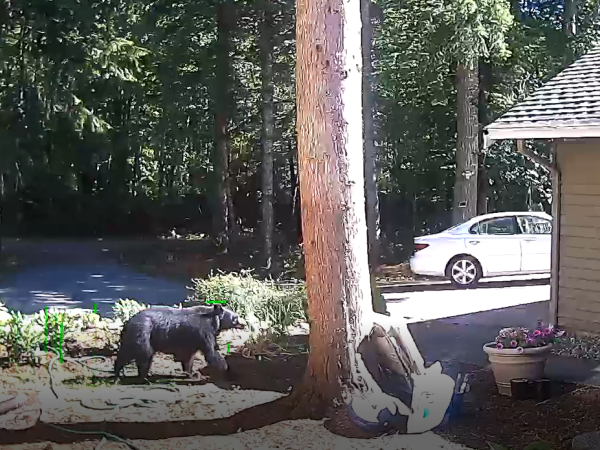 A screen shot of home surveillance camera footage showing a black bear walking through someone's front yard.