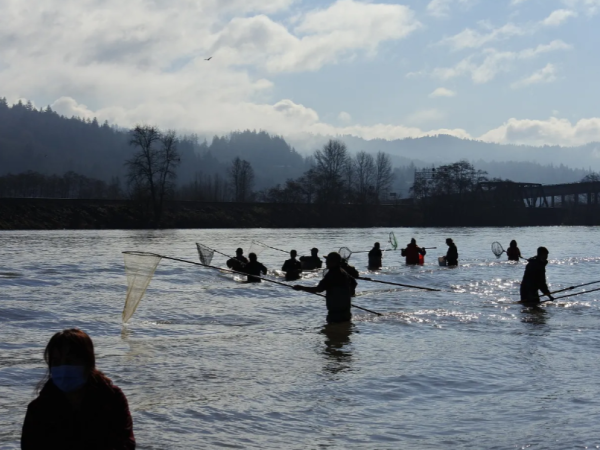 Dip netters fish for smelt on the Cowlitz River in March 2022. 