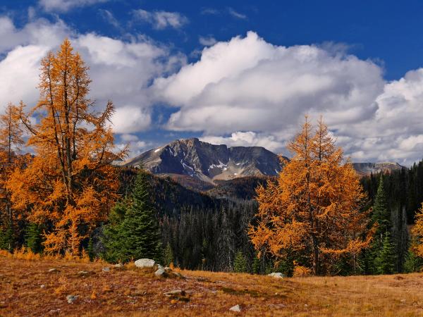 Golden Larch trees frame a view of Ptarmigan Peak in the distance.