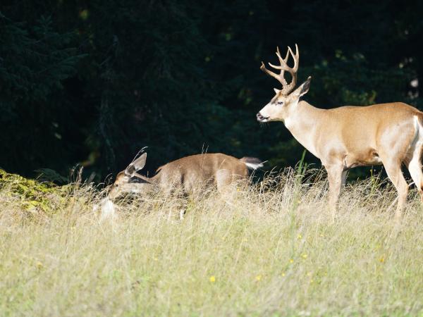 A large black-tailed deer buck standing in a grassy clearing near a younger antlerless deer.