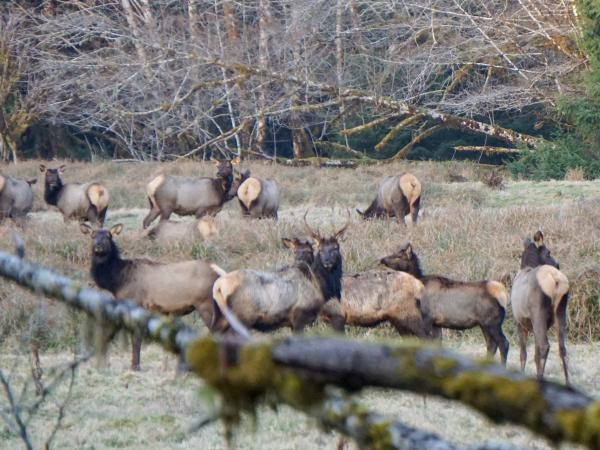 A herd of Roosevelt Elk standing in a clearing