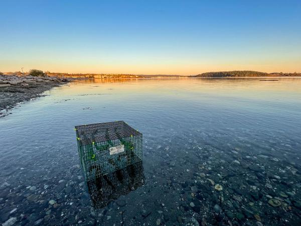 Mussel cage sits in shallow water near a beach