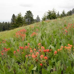 Indian paintbrush blooming in a meadow