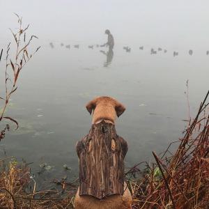 Golden Retriever with camo jacket on watches boy prep for hunting from shore