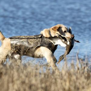 Hunting retriever carries back a duck in its mouth
