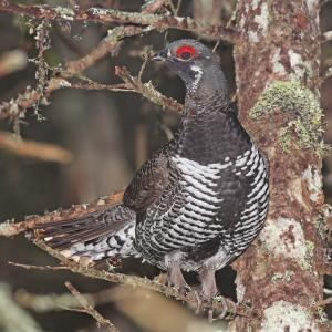 An adult male spruce grouse stands on a branch next to the trunk of a tree