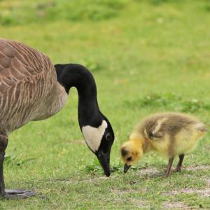 A Canada goose and gosling forage for food