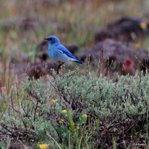 Mountain bluebird sitting on a small sagebrush plant 