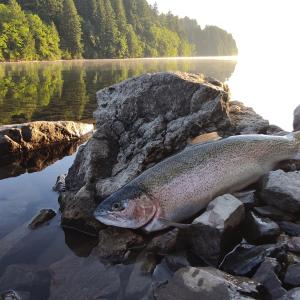 Rainbow trout laying on rock with water and sun in background