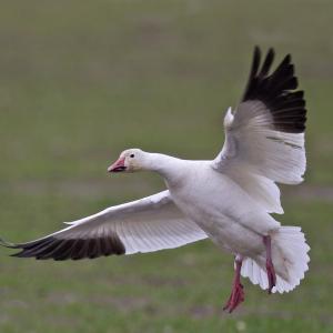 Close up of an adult snow goose in flight