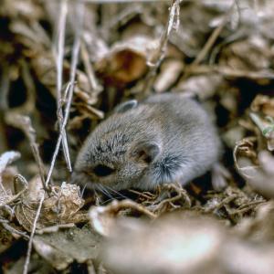 Close up of a montane vole on the ground in winter vegetation