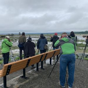 A group of bird watchers gather to watch birds use the new habitat at Leque Island