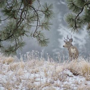 A mule deer on a wintry landscape