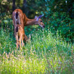 A doe and fawn browsing in a forest meadow among tall green grass and small white flowers