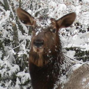 Deer with snow on head