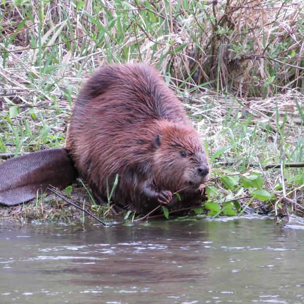Beaver stands next to water body