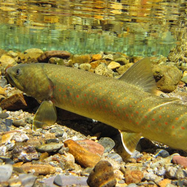 Underwater photo of a yellow/gold bull trout with orange and red spots
