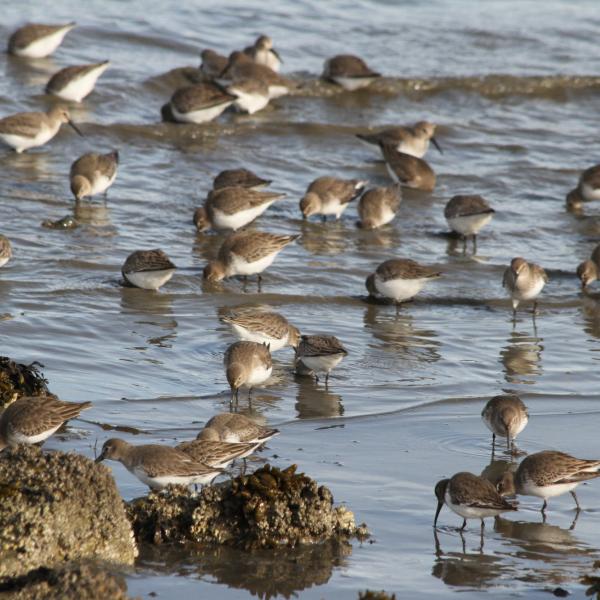 Dunlins forage for food along the shore