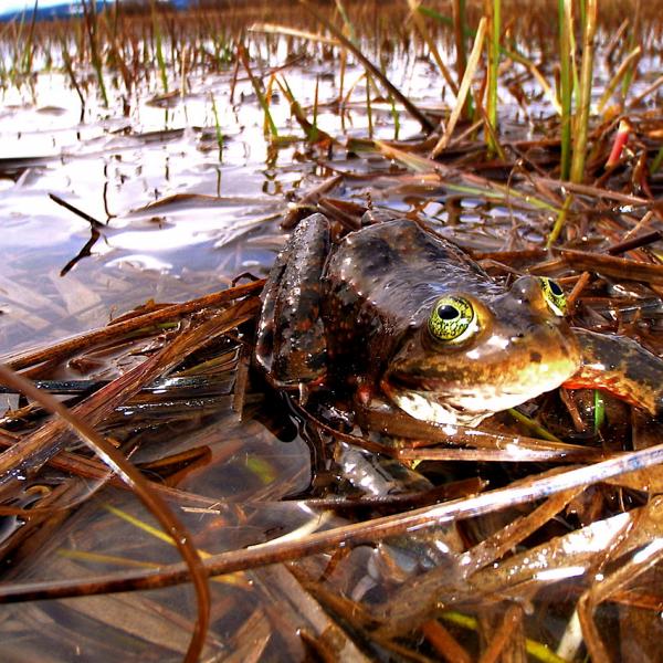 An adult Oregon spotted frog in a marsh