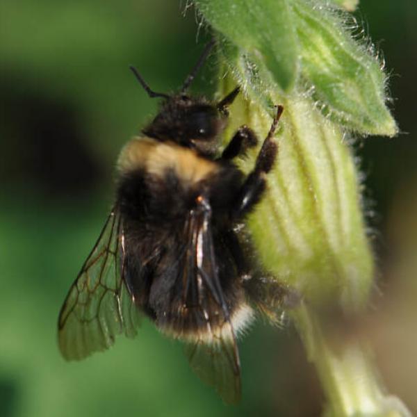 Close up of a western bumble bee on a plant.