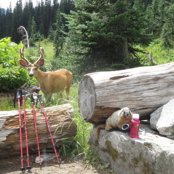 Deer and marmot are curious about hikers