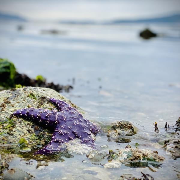 Purple sea star on a rock half submerged in water