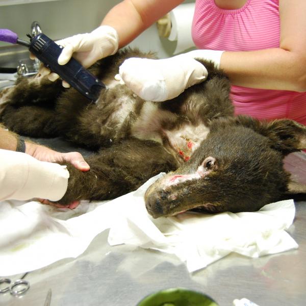 Burned bear cub gets treated at wildlife rehab facility 