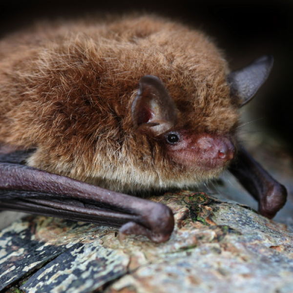 Close up of little brown bat