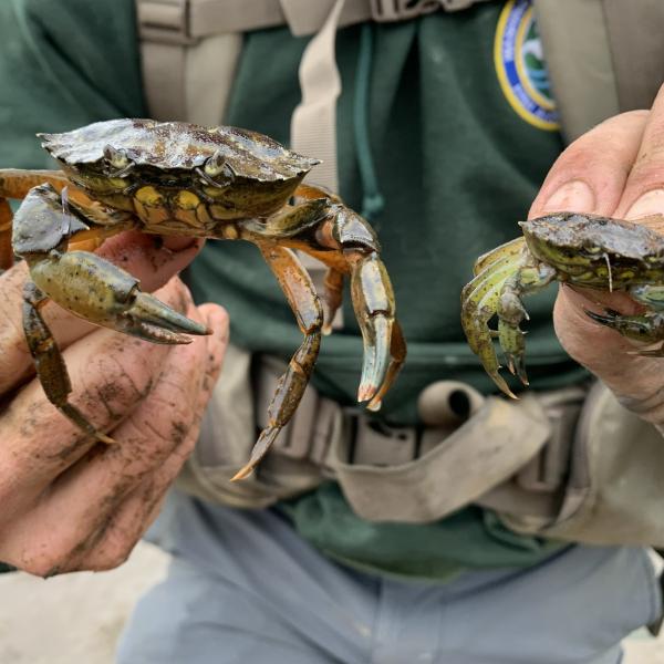 WDFW staffer holding two European green crab