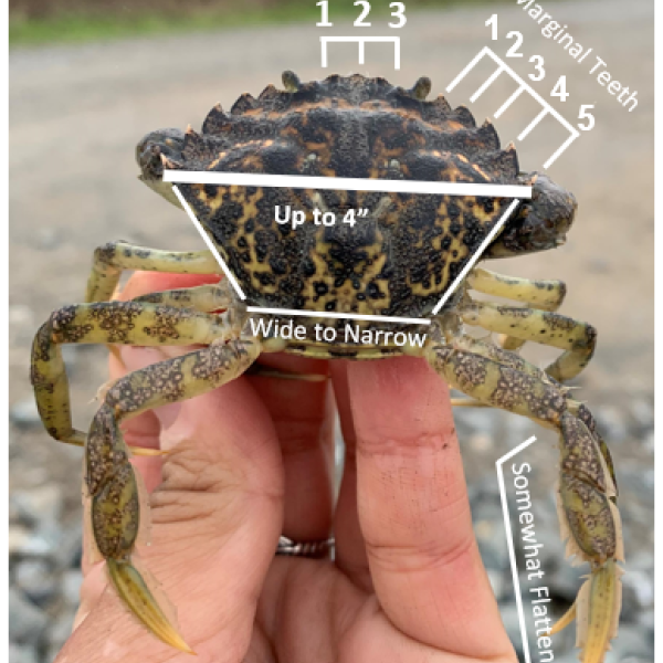 European green crab identification graphic, 2022