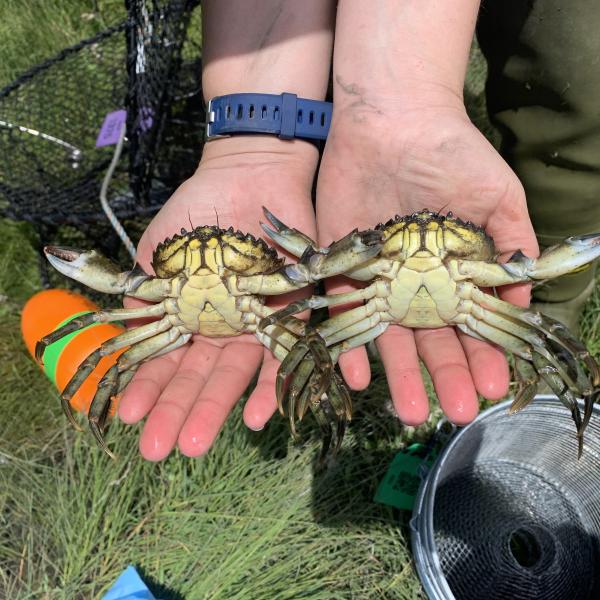 Two European green crabs removed by WDFW from Hood Canal near Seabeck in Kitsap County. Photo WDFW
